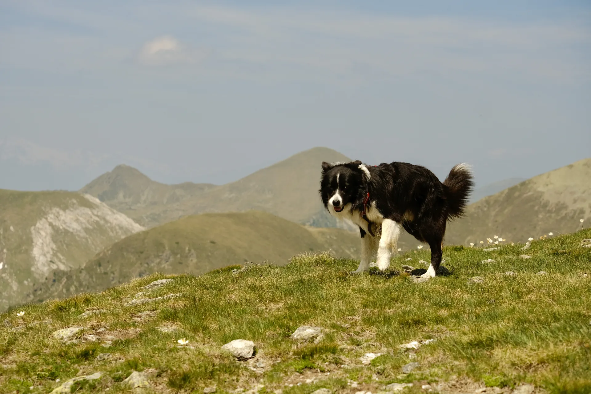 Een huttentocht met hond, een prachtig avontuur